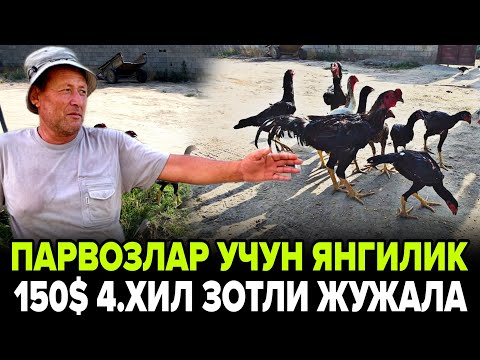 Видео: КОКОН ЗОТЛИ ЖУЖАЛАР 150$ 4.ХИЛ ЗОТЛАР СОТУВДА 