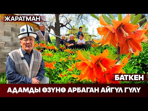 Видео: Баткен: Адамды өзүнө арбаган Айгүл гүлү // Жаратман