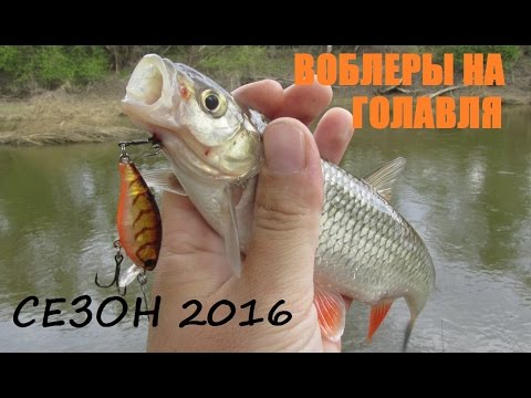 Видео: Воблеры на голавля - лучшие и рабочие в сезоне 2016!