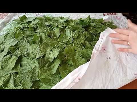 Видео: Ферментированный чай из листьев смородины 1