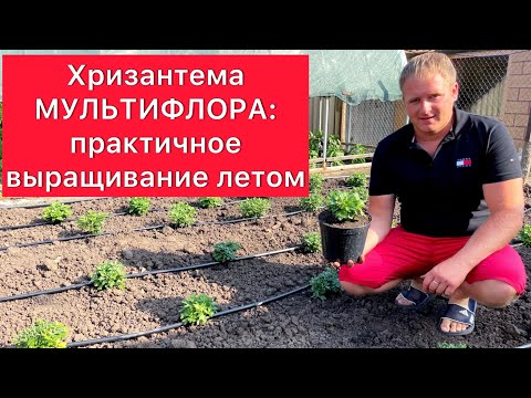 Видео: Хризантема МУЛЬТИФЛОРА: практичное выращивание летом☀️
