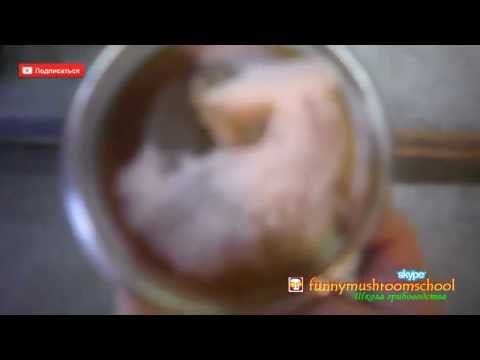 Видео: Жидкий мицелий ВЕШЕНКИ растет в 2 раза быстрее.Сравнение.