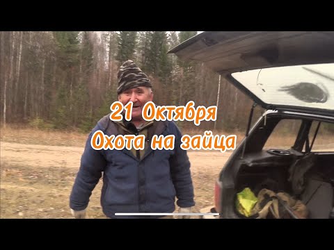 Видео: Осенняя охота удалась — два зайца и бодрая работа Валдая.