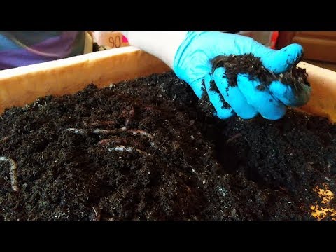 Видео: Вентиляция, влажность, укрывной материал  и кормление. Связь.