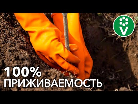 Видео: Посадка плодовых растений с ЭЛИКСИРОМ от болезней и вредителей