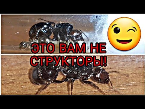 Видео: Безумно интересные муравьи messor barbarus.Это вам не структоры!😉