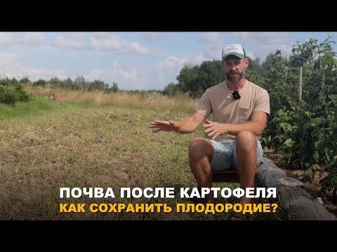 Видео: ОЗДОРОВЛЕНИЕ ПОЧВЫ ПОСЛЕ КАРТОФЕЛЯ. Какие сидераты лучше посадить после картофеля.