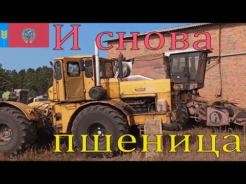 Видео: Сезон 2022. Убрали поле пшеницы 80 га 3-4 сентября.