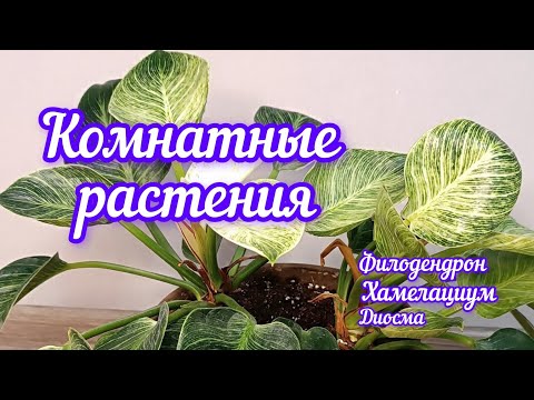 Видео: комнатные растения//филодендрон Биркин 🌿//хамелациум 🪴//диосма 🪻