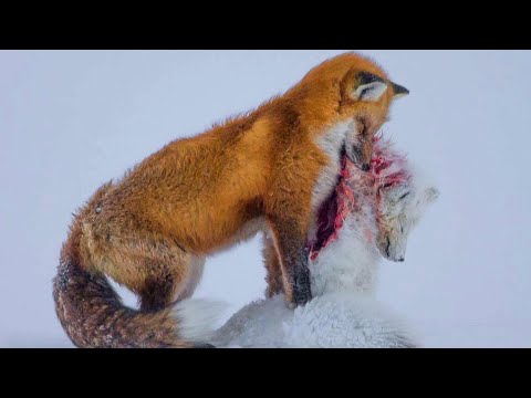 Видео: Лиса в деле. Опасная Охота Лисицы, и её Суперспособности.