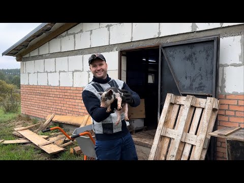 Видео: ДИКИЙ КАБАН РОНАЛЬДО. ПЕРЕЕХАЛИ из ГОРОДА в ЗАБРОШЕННУЮ ДЕРЕВНЮ.