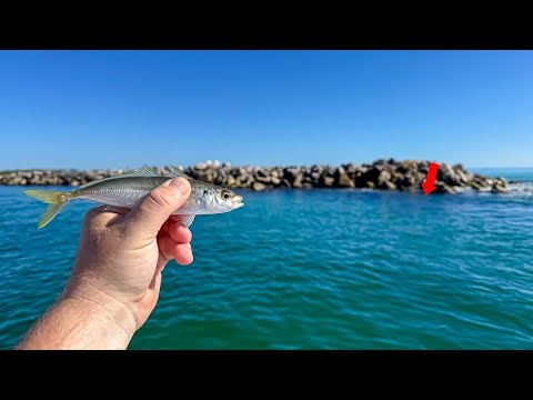 Видео: Мы забросили ЭТУ наживку на причалы и МГНОВЕННО поймали НЕСКОЛЬКО гигантских рыб!!