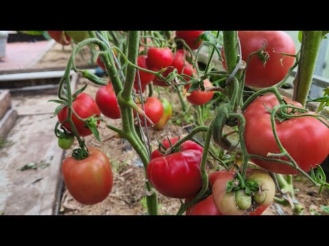 Видео: Обзор теплицы часть 3 