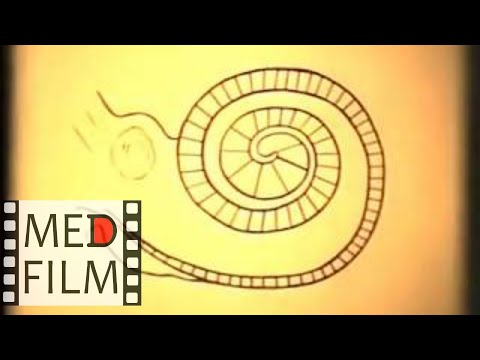 Видео: Внутреннее ухо, Морфология органа слуха © The inner ear, Morphology hearing