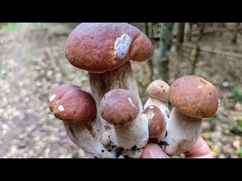 Видео: "Жизнь на пенсии".. Закрытие грибного сезона🍄.