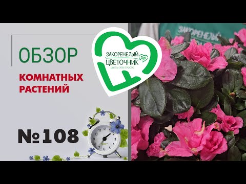 Видео: Обзор растений: редкие сансевиерии, шикарные кротоны, антуриумы, пальмы, азалии и суккуленты #108