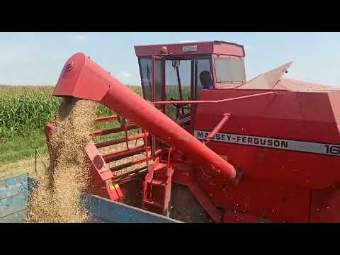 Видео: Розпочали жнива, уборка пшениці Massey Ferguson 16