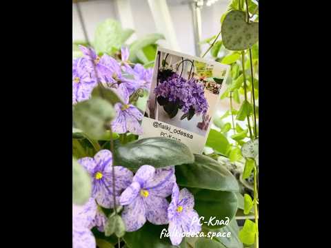 Видео: Кустовая фиалка РС-Клад #flowers #цветыдлядома #кімнатніквіти #фіалки