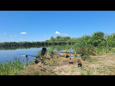 Видео: Рибалка з ночівлею на березі річки Дністер. Величезний КАРАСЬ. Рибалка на горох