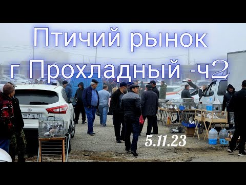 Видео: Голуби цены Птичий рынок г Прохладный -ч2