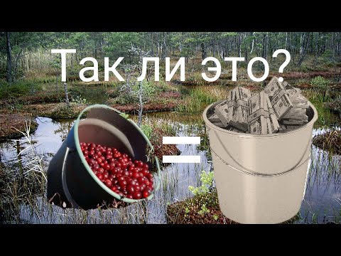 Видео: Собираем КЛЮКВУ. Сбор ягод это ЛЕГКИЕ ДЕНЬГИ или АДСКИЙ ТРУД? Можно ли зарабатывать на клюкве?