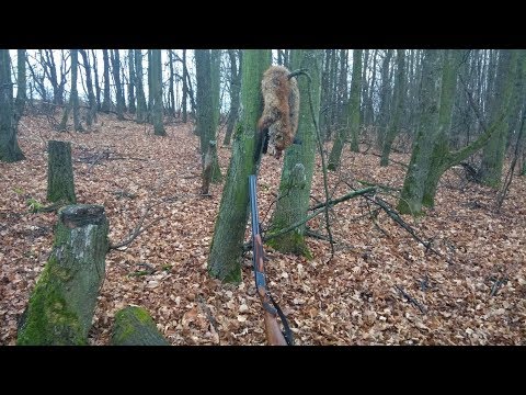 Видео: С гончими на лису, в непогоду.