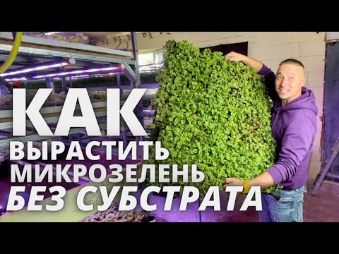 Видео: Микрозелень без субстрата без земли выращивание на ткани и льняных ковриках гидропоника аэропоника