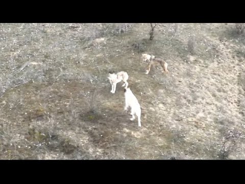 Видео: Большая стая волков, а вожак огромная кавказская овчарка, пишите ваше мнение. Охота на волка. #охота