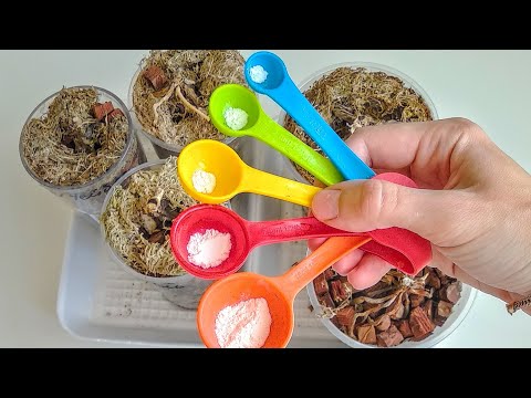 Видео: ДАЙТЕ орхидеи ЭТУ ПОДПИТКУ! корни РАСТУТ, орхидеи БУДУТ! ДАЖЕ хилые ОЖИВУТ орхидеи! РАЗМНОЖЕНИЕ ВРАЗ