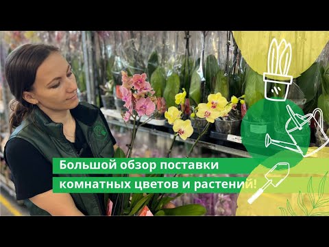 Видео: Большой обзор поставки комнатных цветов и растений в Гринвилль!