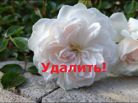 Видео: Избавляюсь от розы сорта Свани (Swany)! Что случилось, что нужно знать, прежде чем Вы ее посадите.