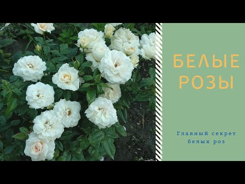 Видео: Розы. Главный секрет белых роз.