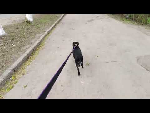 Видео: Опасные игры с питбулем могут закончатся печально 