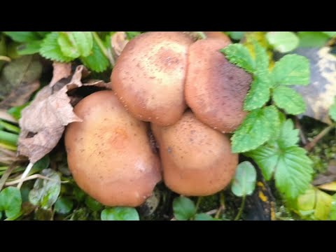 Видео: гарного ранку і легкого робочого тижня друзі