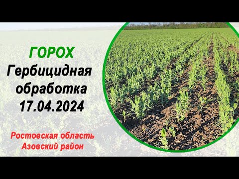 Видео: Горох | Гербицидная обработка | 17 апреля 2024