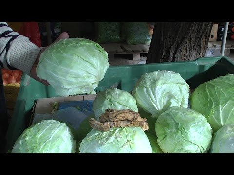 Видео: Как се прави кисело зеле - съвети от Тенко Калайджиев