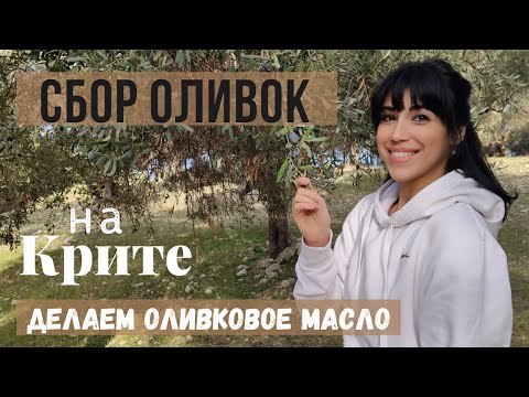 Видео: Я в ШОКЕ какое здесь ВКУСНОЕ оливковое масло. Собирали оливки и едем делать масло!