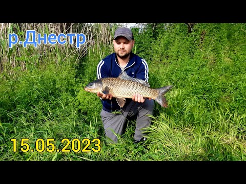 Видео: Вот ЭТО я понимаю. Хороший КЛЁВ САЗАНА. Рыбалка на  ДНЕСТРЕ.