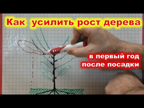 Видео: КАК УСИЛИТЬ РОСТ молодого ДЕРЕВА в первый год посадки