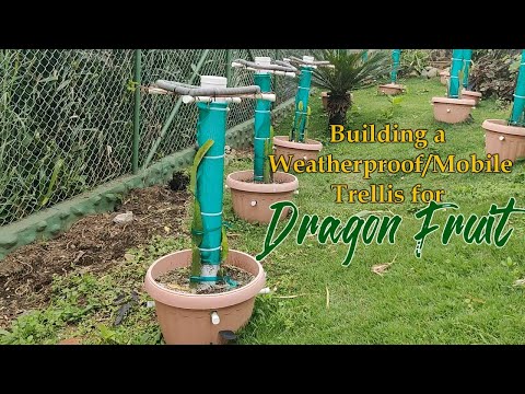 Видео: Создание устойчивой к погодным условиям и мобильной решетки для выращивания питахайи