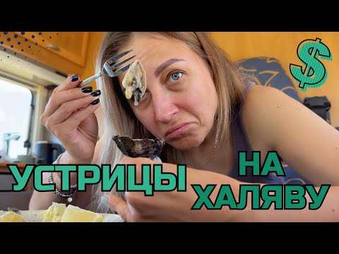 Видео: Погоня за дикими устрицами на Автодоме в Португалии!  Район Албуфейра!