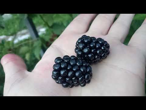 Видео: ежевика Полар, Астерина