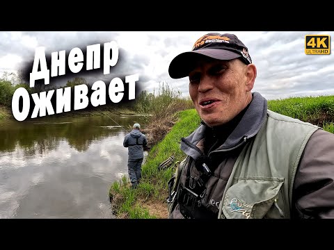 Видео: Днепр живой. Рыбалка на спиннинг с берега