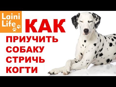 Видео: Как приучить собаку стричь когти и не бояться