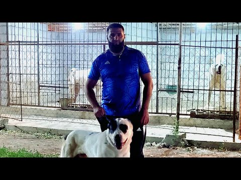 Видео: Алим агамыз 1985ж Тулкыбас тумасы Чемпион СНГ Зубай 2021 2022 Хозияны Питомник КАРАЙ