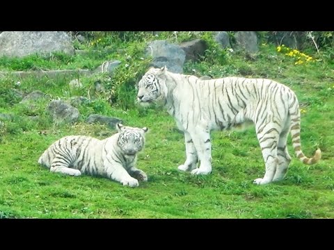 Видео: Он стал вдвое больше, но всё ещё мамин малыш 🥹💕