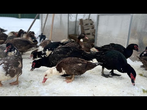 Видео: Мускусные утки всю зиму живут в теплице