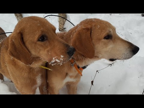 Видео: Охота на зайца с русскими гончими.18.12.24