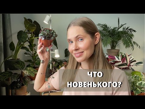Видео: Новинки в моей коллекции. Церопегия. Эпипремнум. Драцена. Полиантум.