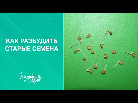 Видео: Как сэкономить на семенах.Не выбрасывайте старые семена, они прорастут, если применить этот способ